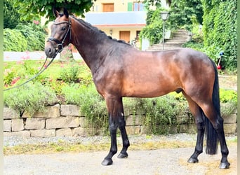 Koń oldenburski, Wałach, 3 lat, 168 cm, Skarogniada