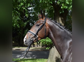 Koń oldenburski, Wałach, 3 lat, 169 cm, Ciemnogniada
