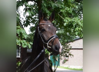 Koń oldenburski, Wałach, 3 lat, 169 cm, Ciemnogniada