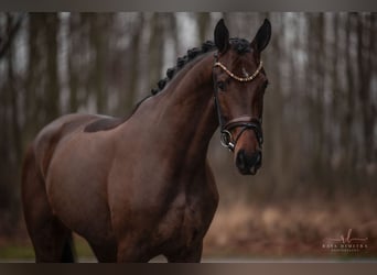 Koń oldenburski, Wałach, 3 lat, 169 cm, Ciemnogniada