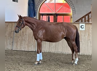 Koń oldenburski, Wałach, 3 lat, 169 cm, Kasztanowata