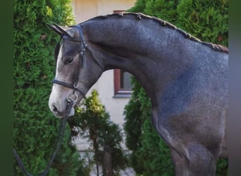 Koń oldenburski, Wałach, 3 lat, 170 cm, Bułana