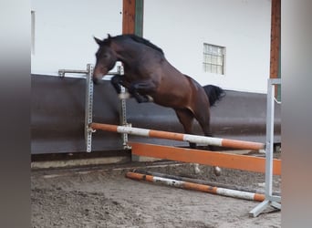 Koń oldenburski, Wałach, 3 lat, 170 cm, Ciemnogniada