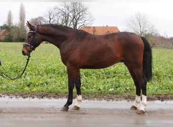Koń oldenburski, Wałach, 3 lat, 170 cm, Ciemnogniada