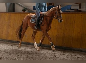 Koń oldenburski, Wałach, 3 lat, 171 cm, Kasztanowata