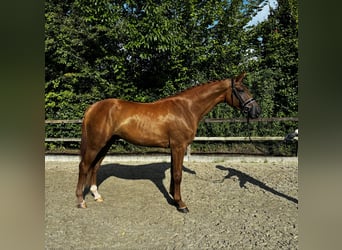 Koń oldenburski, Wałach, 3 lat, 171 cm, Kasztanowata