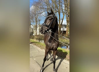 Koń oldenburski, Wałach, 3 lat, 174 cm, Kara