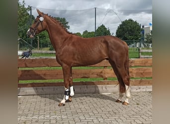 Koń oldenburski, Wałach, 3 lat, 175 cm, Ciemnokasztanowata