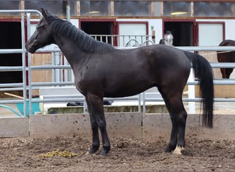 Koń oldenburski, Wałach, 4 lat, 162 cm, Kara