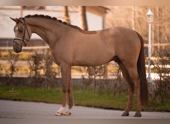 Koń oldenburski, Wałach, 4 lat, 163 cm, Ciemnokasztanowata