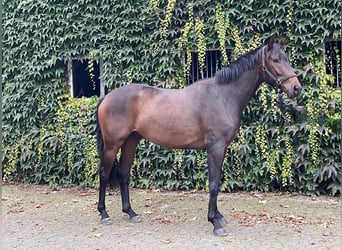 Koń oldenburski, Wałach, 4 lat, 165 cm, Ciemnogniada