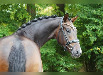 Koń oldenburski, Wałach, 4 lat, 165 cm, Ciemnogniada