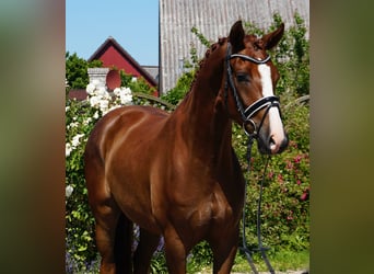 Koń oldenburski, Wałach, 4 lat, 165 cm, Ciemnokasztanowata