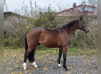 Koń oldenburski, Wałach, 4 lat, 165 cm, Gniada