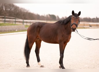 Koń oldenburski, Wałach, 4 lat, 165 cm, Gniada