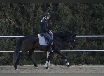 Koń oldenburski, Wałach, 4 lat, 165 cm, Gniada