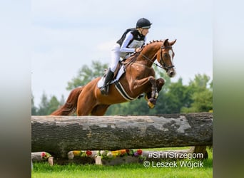 Koń oldenburski, Wałach, 4 lat, 165 cm, Kasztanowata