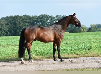 Koń oldenburski, Wałach, 4 lat, 166 cm, Ciemnogniada