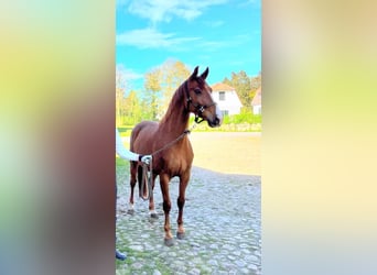 Koń oldenburski, Wałach, 4 lat, 166 cm, Ciemnokasztanowata