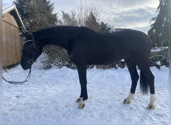 Koń oldenburski, Wałach, 4 lat, 166 cm, Kara