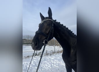 Koń oldenburski, Wałach, 4 lat, 166 cm, Kara