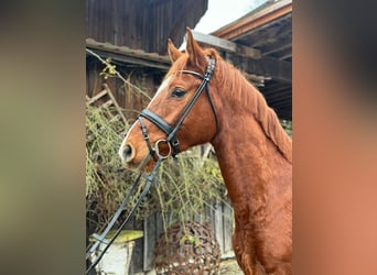 Koń oldenburski, Wałach, 4 lat, 166 cm, Kasztanowata