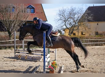 Koń oldenburski, Wałach, 4 lat, 166 cm, Skarogniada