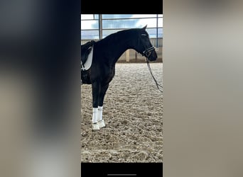 Koń oldenburski, Wałach, 4 lat, 167 cm, Ciemnogniada