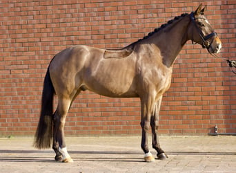 Koń oldenburski, Wałach, 4 lat, 167 cm, Ciemnogniada