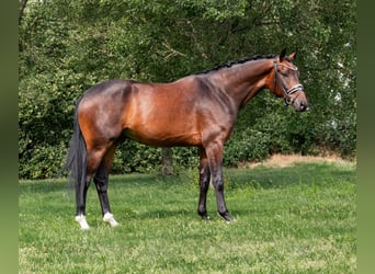 Koń oldenburski, Wałach, 4 lat, 167 cm, Gniada