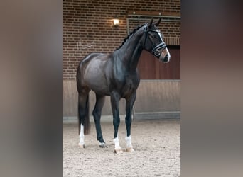 Koń oldenburski, Wałach, 4 lat, 168 cm, Ciemnogniada