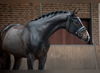 Koń oldenburski, Wałach, 4 lat, 168 cm, Ciemnogniada