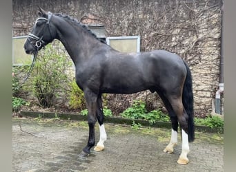 Koń oldenburski, Wałach, 4 lat, 168 cm, Kara