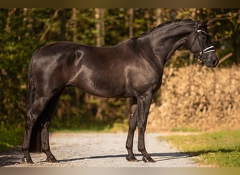 Koń oldenburski, Wałach, 4 lat, 168 cm, Kara