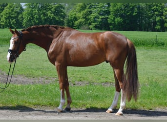Koń oldenburski, Wałach, 4 lat, 168 cm, Kasztanowata