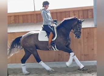 Koń oldenburski, Wałach, 4 lat, 168 cm, Siwa