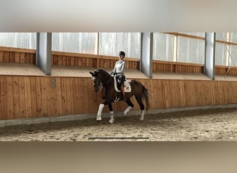 Koń oldenburski, Wałach, 4 lat, 168 cm, Siwa