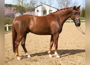 Koń oldenburski, Wałach, 4 lat, 169 cm, Ciemnokasztanowata