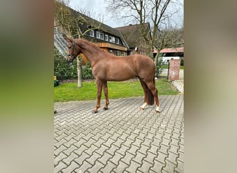 Koń oldenburski, Wałach, 4 lat, 169 cm, Ciemnokasztanowata