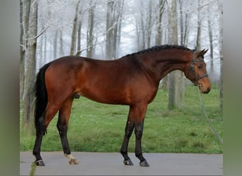 Koń oldenburski, Wałach, 4 lat, 169 cm, Gniada