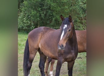 Koń oldenburski, Wałach, 4 lat, 169 cm, Gniada