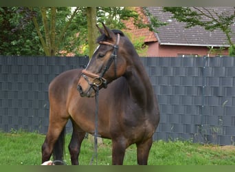 Koń oldenburski, Wałach, 4 lat, 169 cm, Gniada