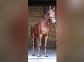 Koń oldenburski, Wałach, 4 lat, 169 cm, Kasztanowata