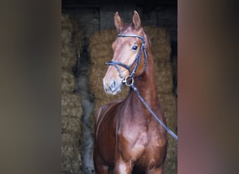 Koń oldenburski, Wałach, 4 lat, 169 cm, Kasztanowata