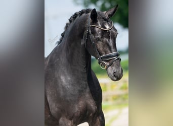 Koń oldenburski, Wałach, 4 lat, 169 cm, Może być siwy