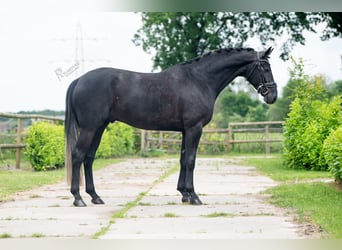 Koń oldenburski, Wałach, 4 lat, 169 cm, Może być siwy