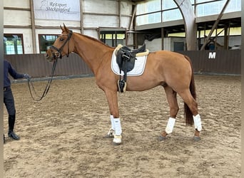 Koń oldenburski, Wałach, 4 lat, 170 cm, Kasztanowata