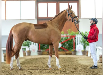 Koń oldenburski, Wałach, 4 lat, 170 cm, Kasztanowata