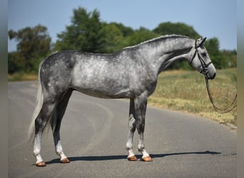 Koń oldenburski, Wałach, 4 lat, 170 cm, Siwa