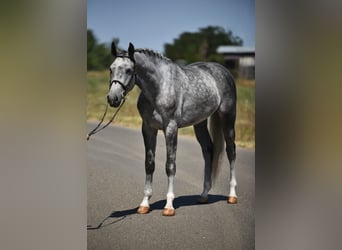 Koń oldenburski, Wałach, 4 lat, 170 cm, Siwa